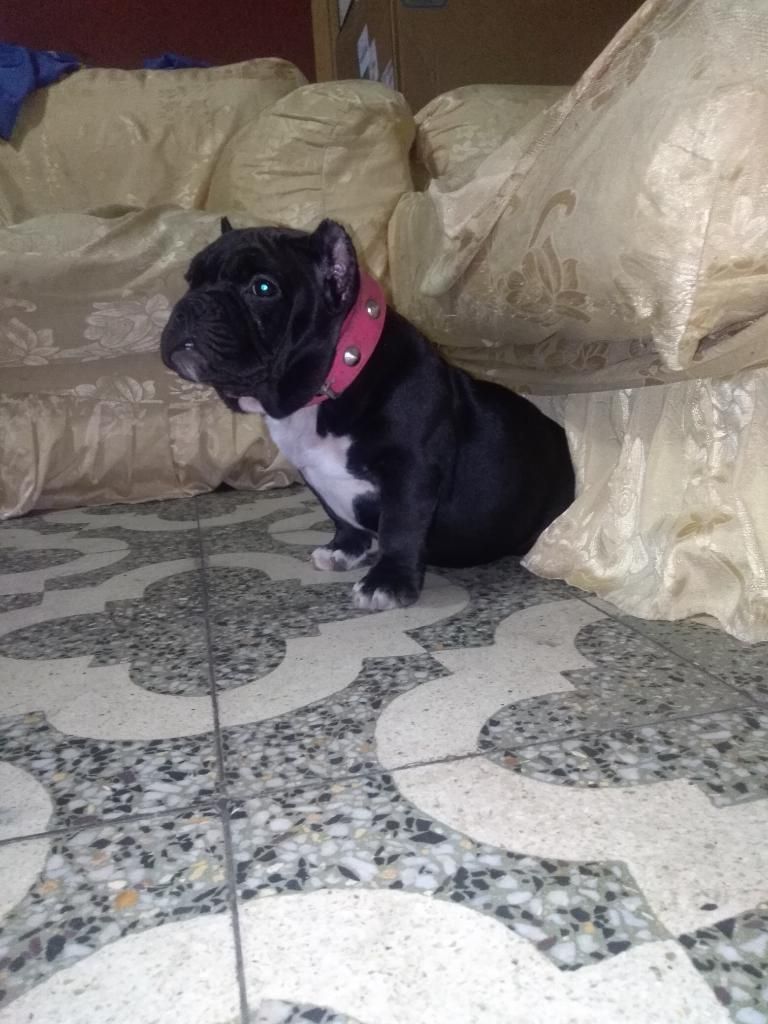 Exotic Bully Micro Hembra 4 Meses Abci