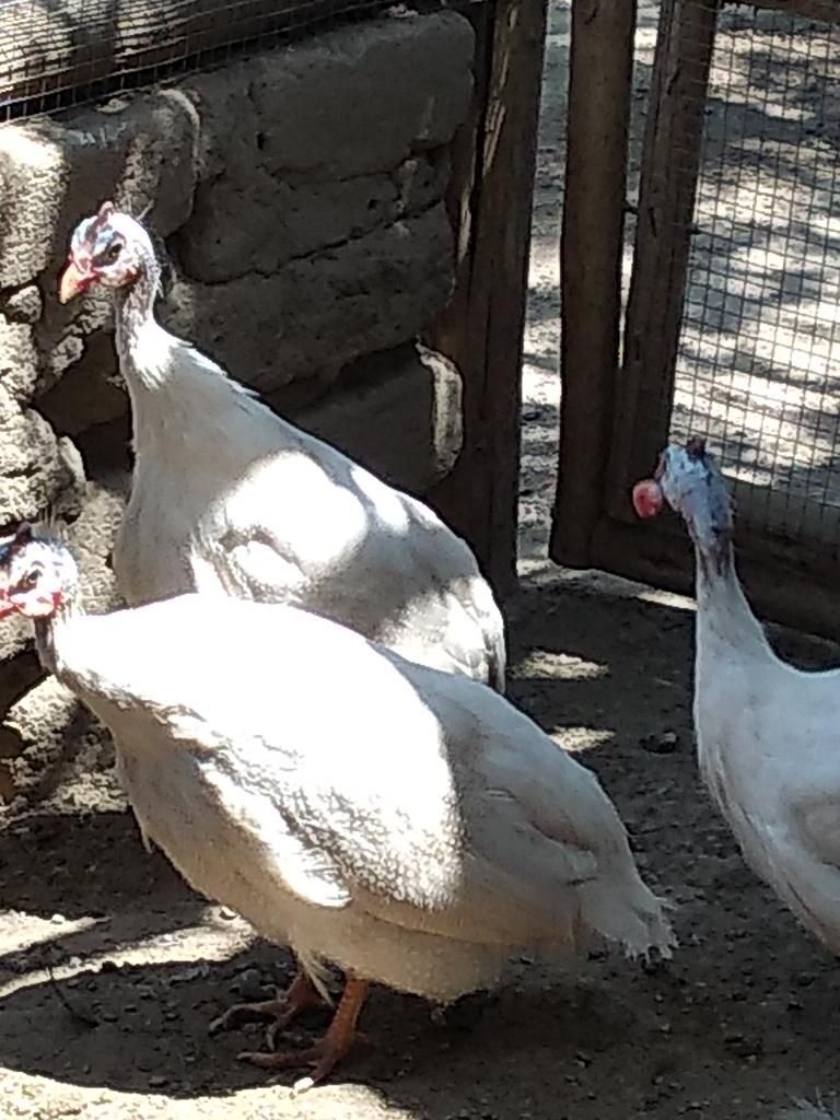 Gallina de Guinea