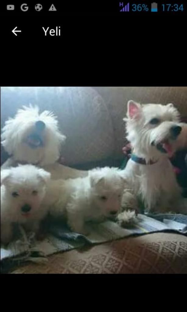 Perritos Whiteterrier