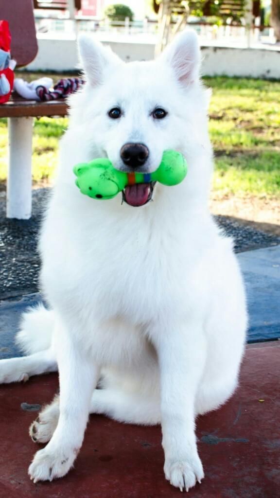 Samoyedo Hembra 800 Macho 