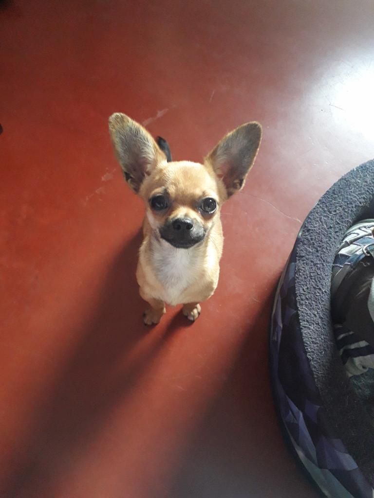 Venta de Chihuahua