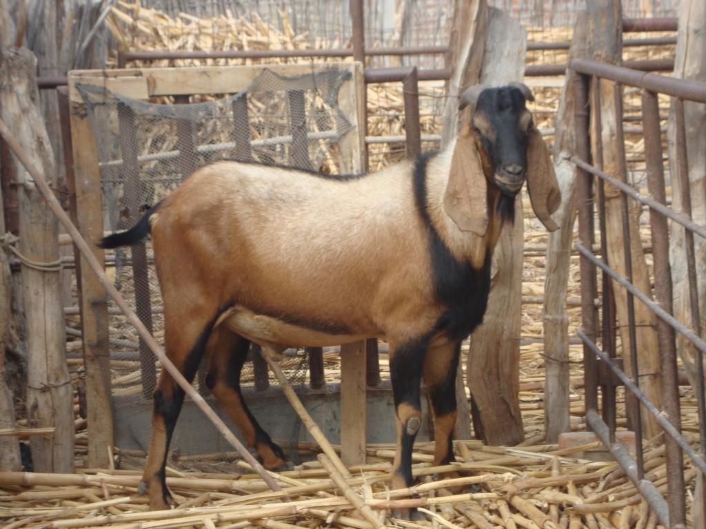 venta de ganado ovino y caprino para reproducción