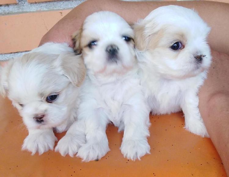 Cachorros en venta raza shitzu