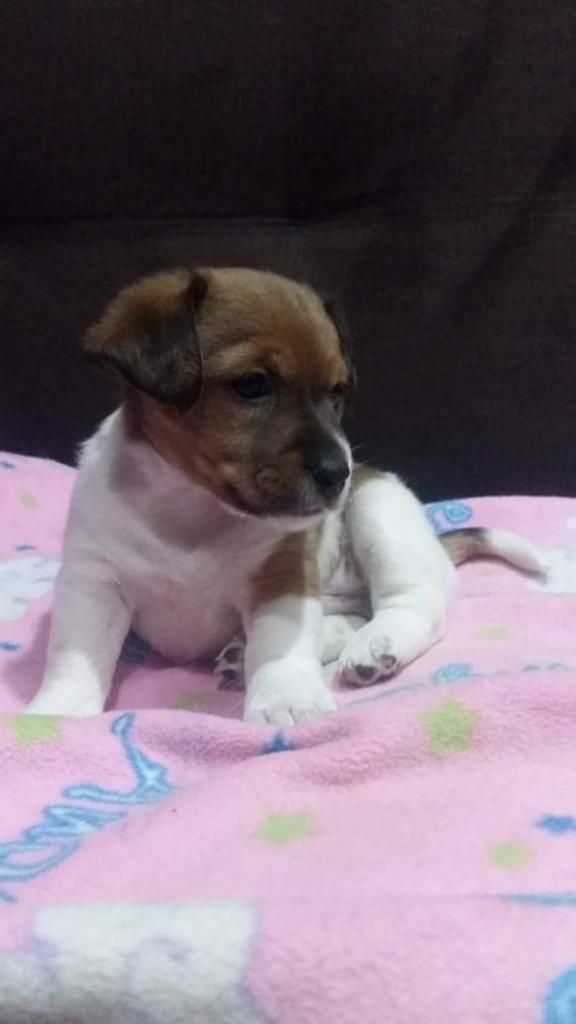 Hermosos Cachorros Jack Russell