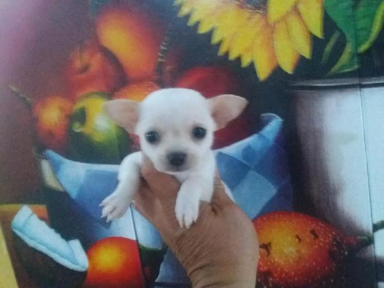 Lindo Chihuahua Miniatura