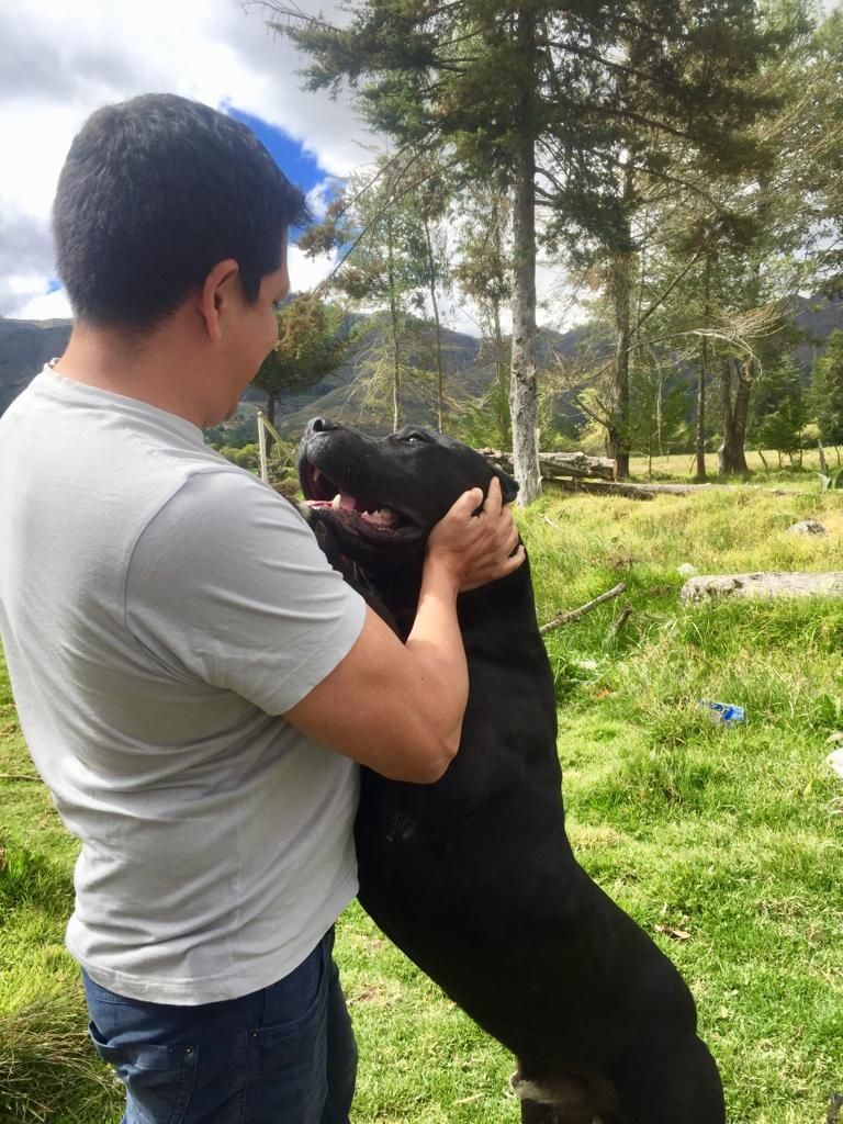 Ultima Cachorrita Presa Canario Talara