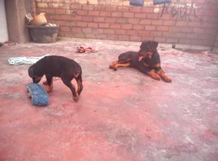 Cachorra Rottweiler Alemán