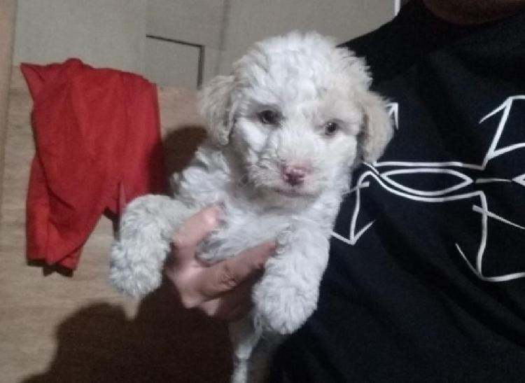 Cachorro Poodle