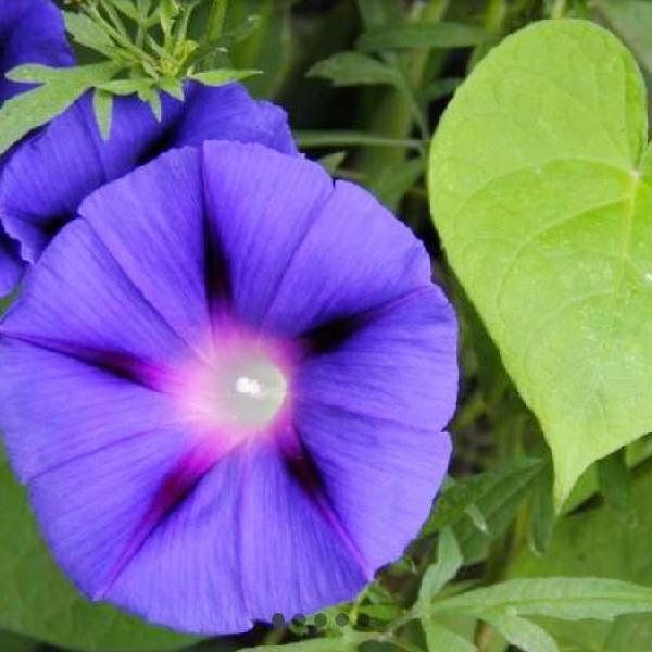 Semillas de Ipomoea Purpurea