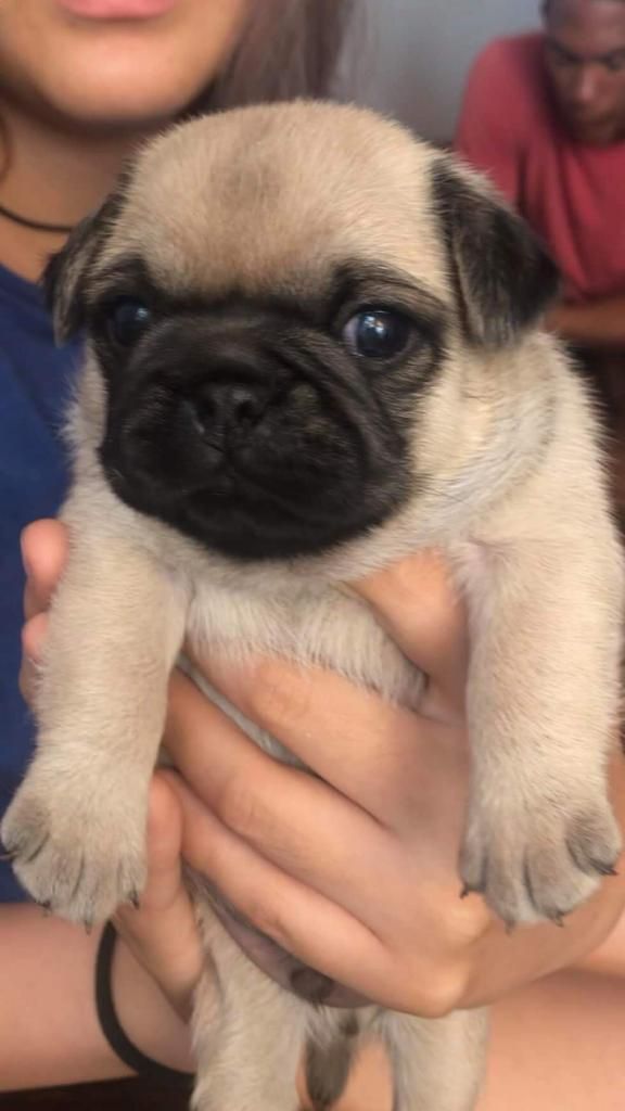 Cachorros Pug