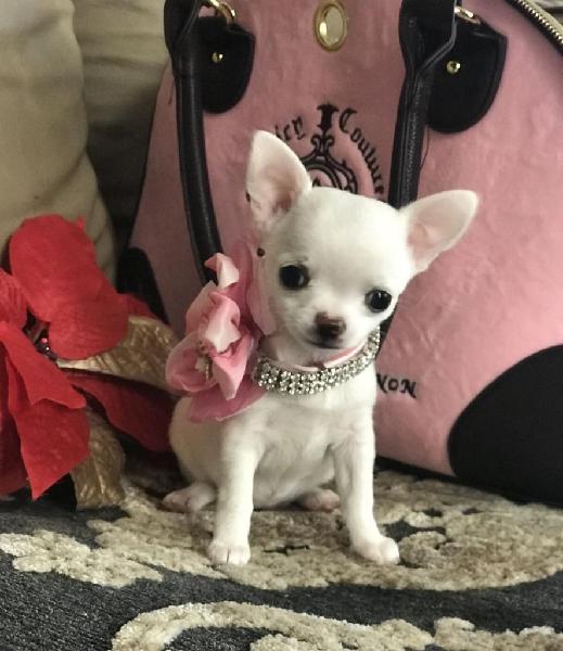 Chihuahua Toy Bellos