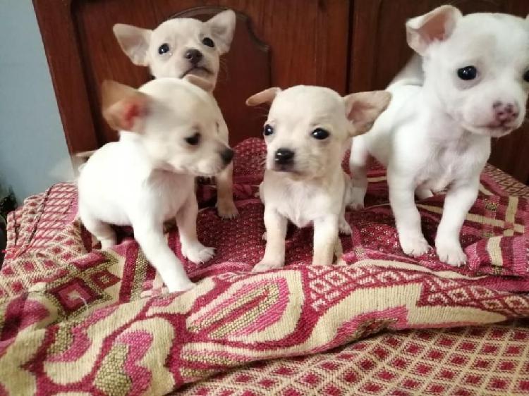 Chihuahuas Cacharros