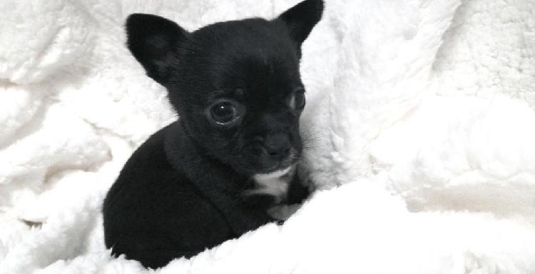 Hembrita Chihuahua Negrita Azabache