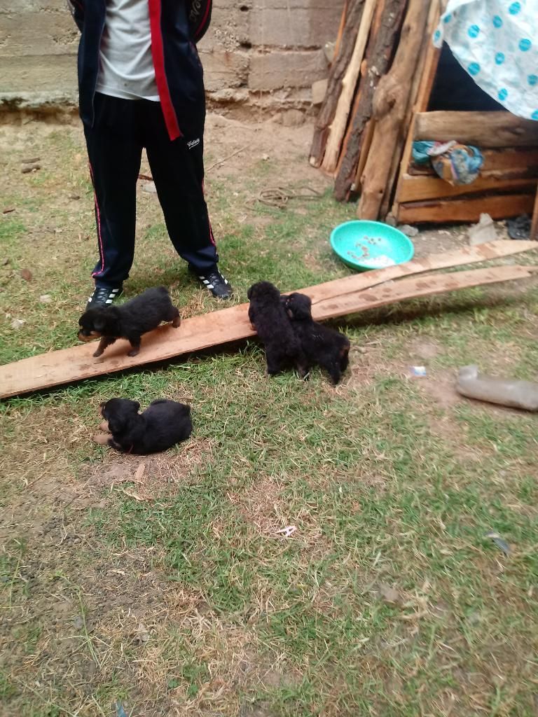 Perros Rotweiler