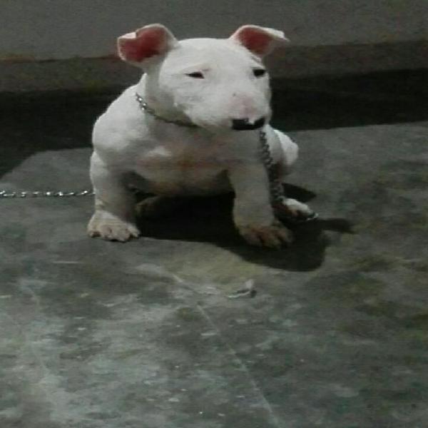 Bull Terrier