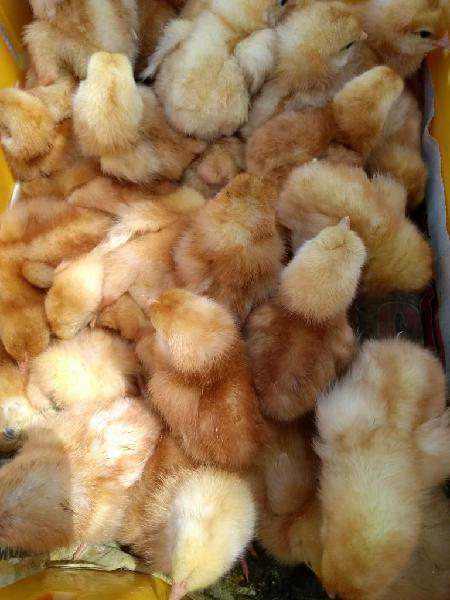 Gallinas Y Pollos Bb