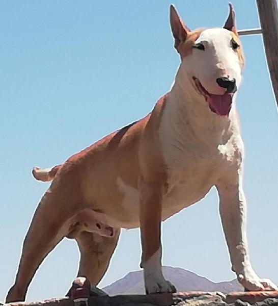 Servicio Monta Bull Terrier