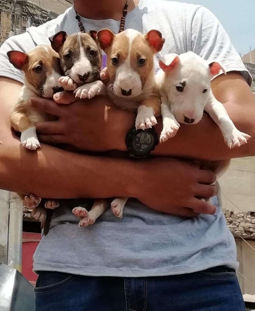 Bull terrier cachorros