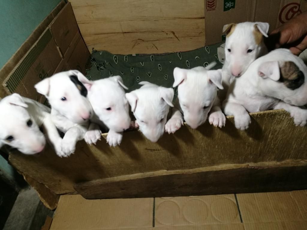 Cahorritos Bull Terrier