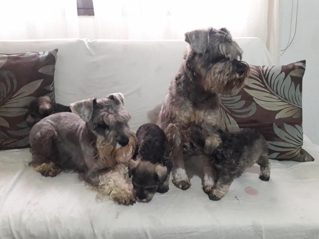 REMATO CRIAS schnauzer