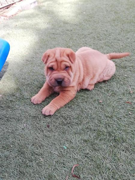 Shar peis hembritas color isabellina y fawn