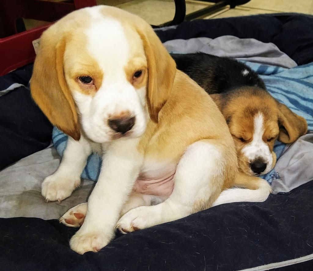 Vendo Hermosa Cachorra Beagle Tricolor