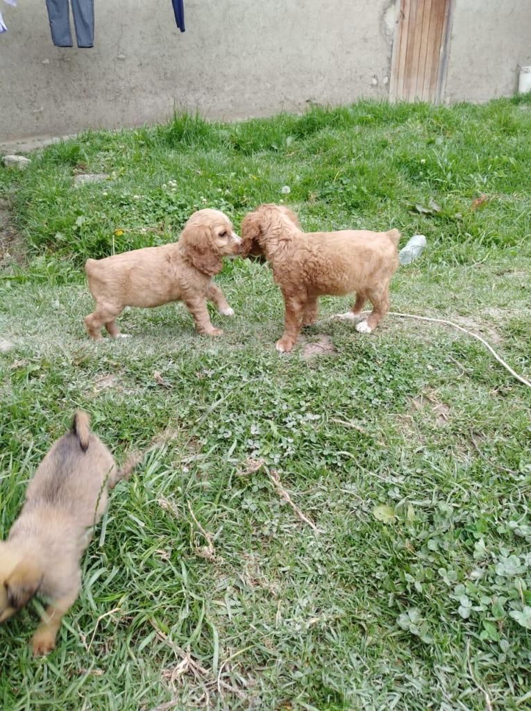 Autnticos Cocker spaniel 