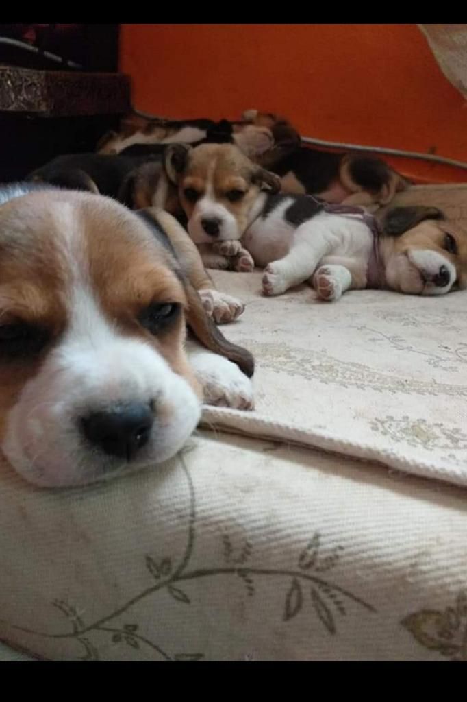 Beagle Koketos