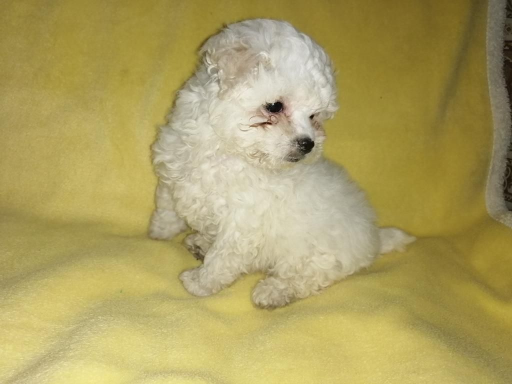 Bichon Frise