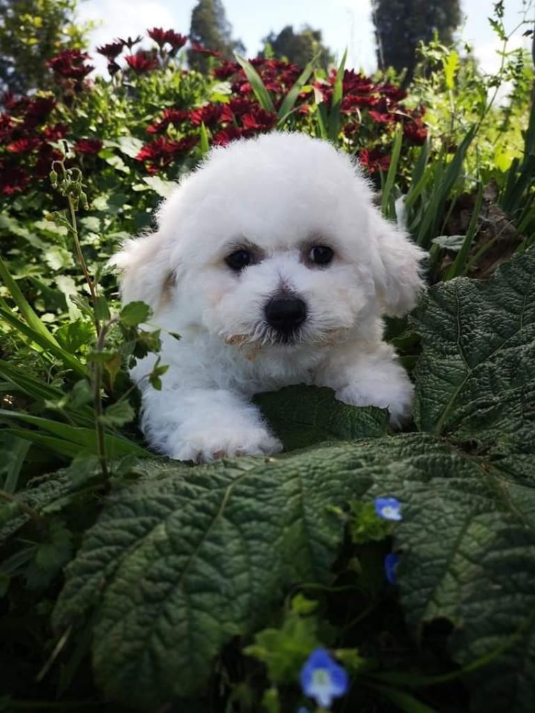 Bichon Frise Onduladitos