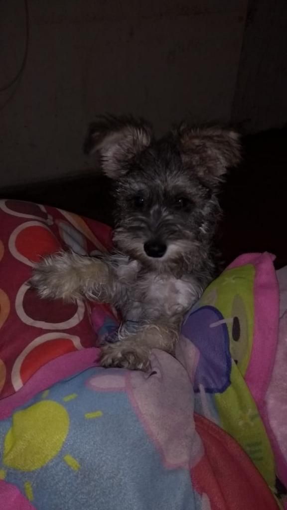 Cachorrita Schnauser