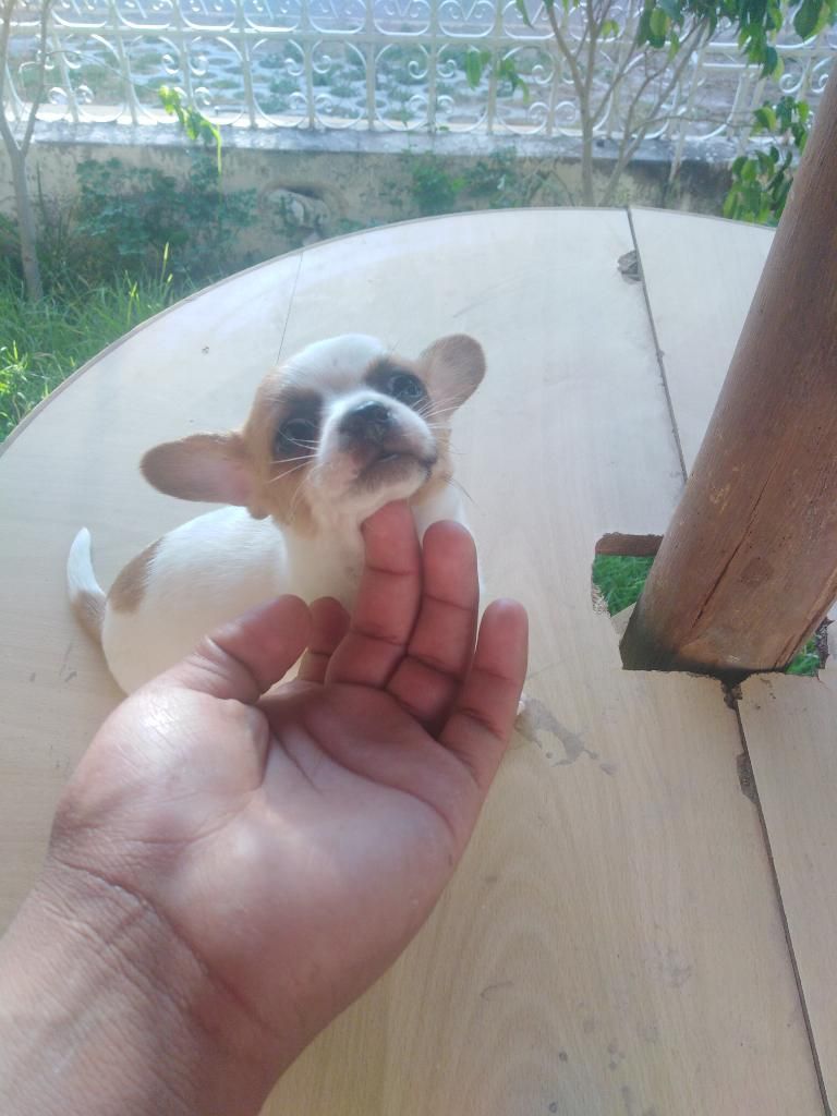 Cachorrito Chihuahua Machito