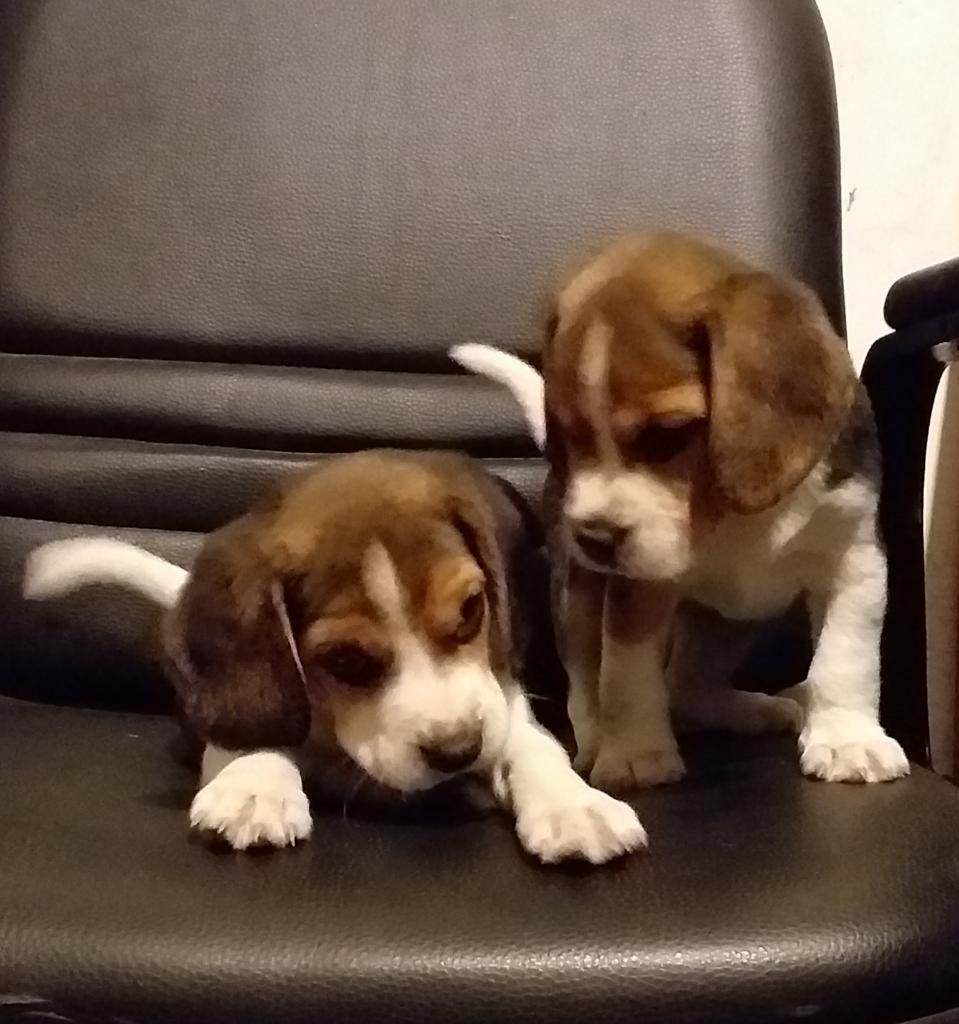 Cachorritos Beagles Tricolor