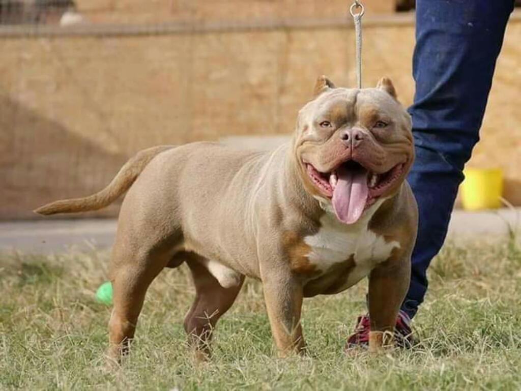 Cachorros American Bully