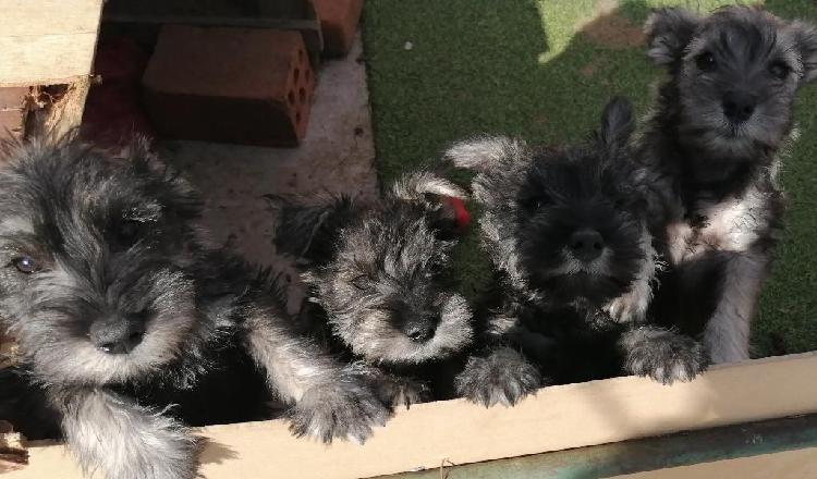 Cachorros Schnauzer