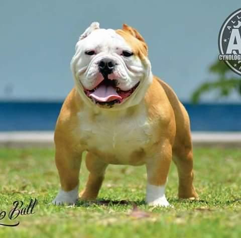 Cachorros american bully