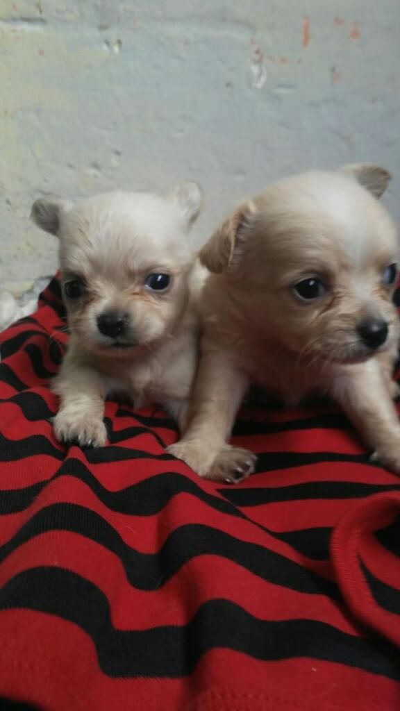 Chihuahua