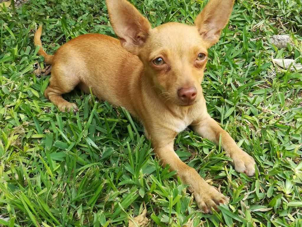 Chihuahua Caramelo Ojos Verdes
