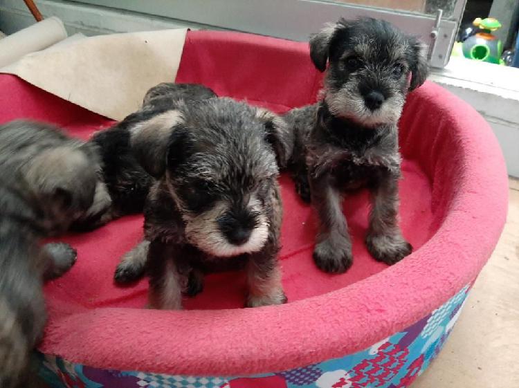 Hermosos Schnauzer