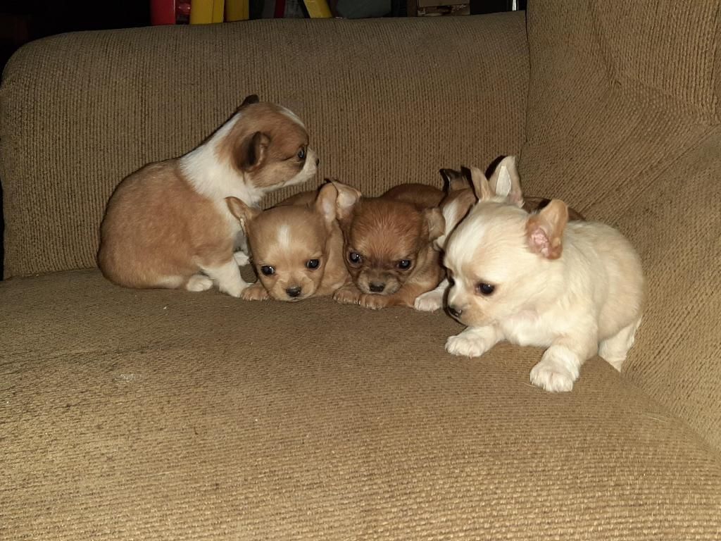 Hermosos cachorritos Chihuahua