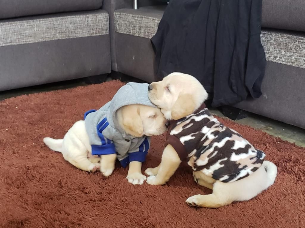 Labrador Retriever