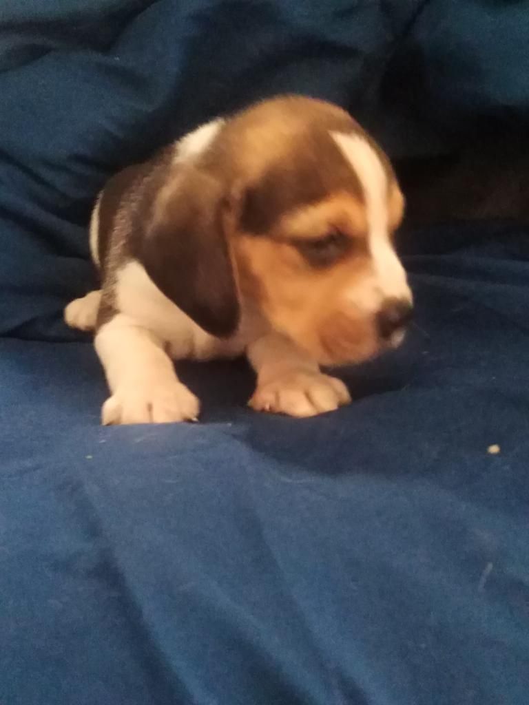 Lindo Cachorro Beagle Tricolor