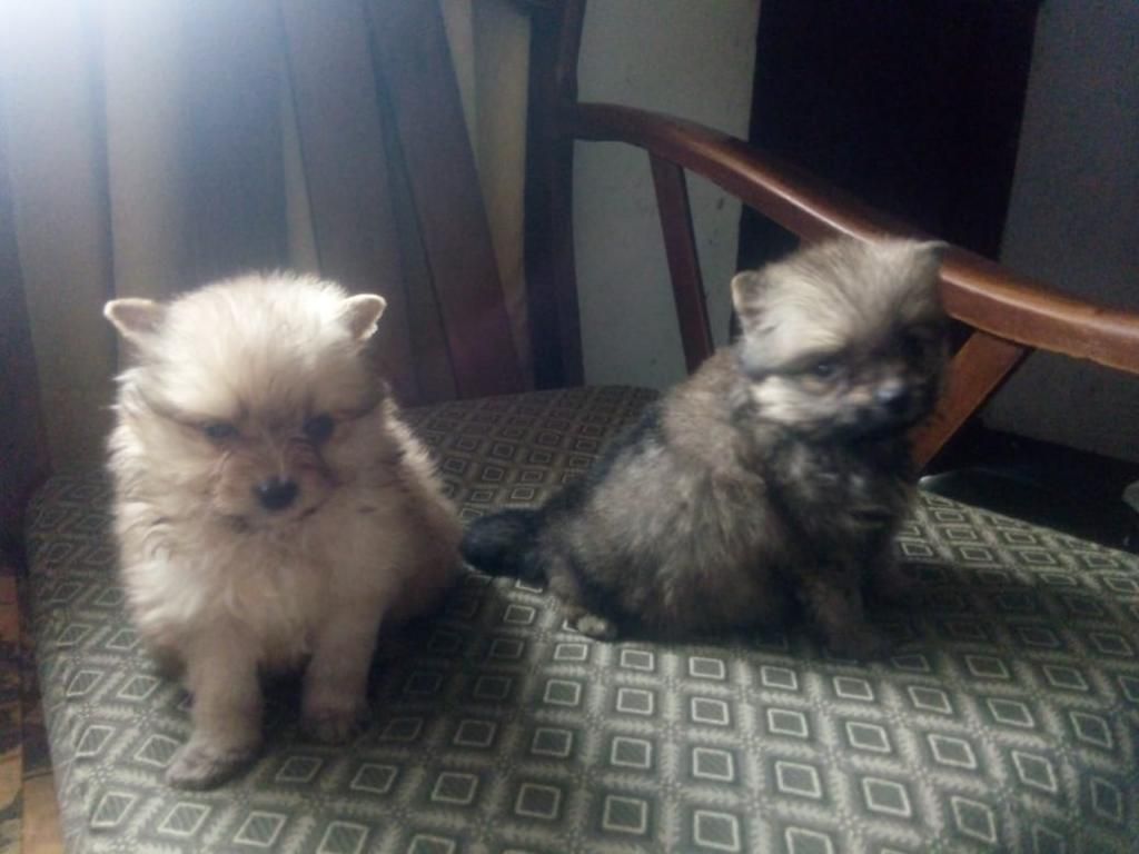 Lindos Cachorros Pomeranio