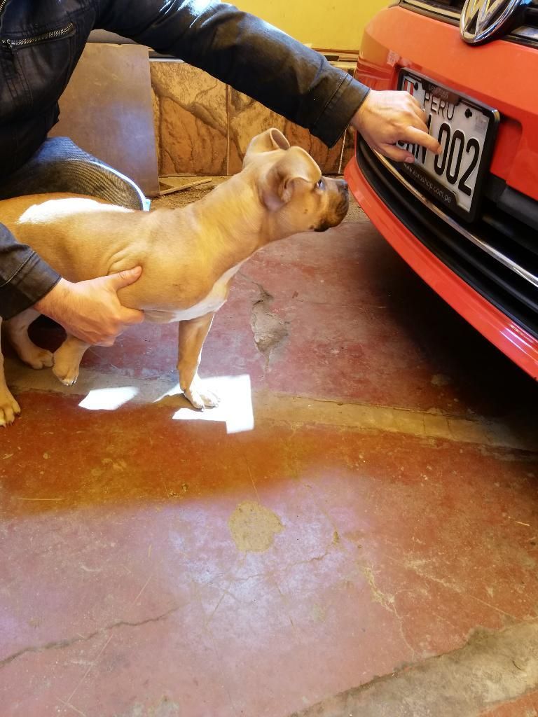 Pitbull Fusión con Américan Bully