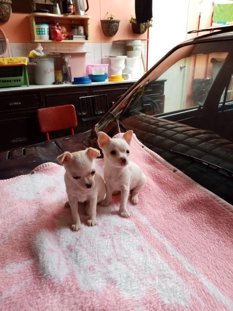 Se Vende Lindo Cachorro Chihuahua Toy