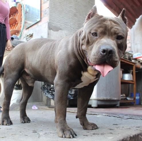 Servicio de Monta, American Bully