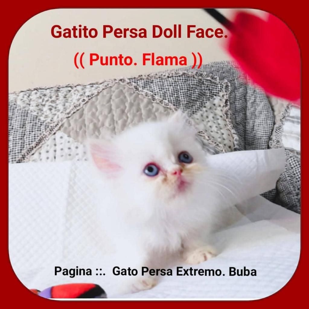 Vendo Bellos Gatitos Persas Doll Face (((MACHITOS)))
