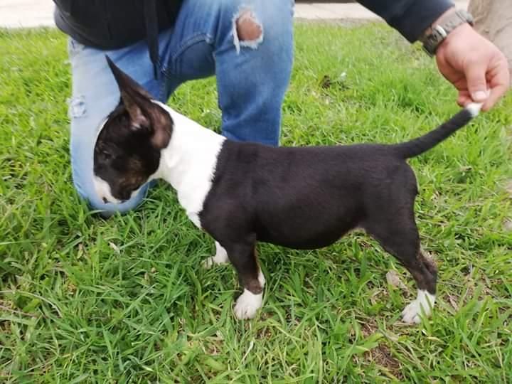 Vendo Bull terrier  meses lo vendo x viaje