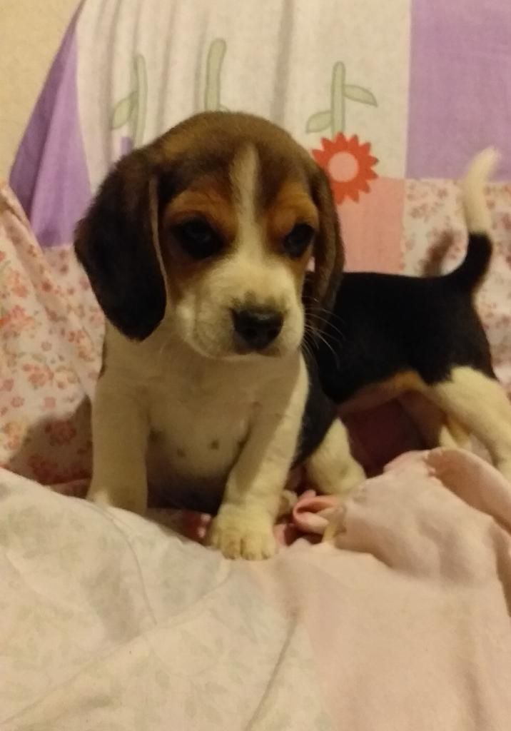 Vendo Cachorros Beagles Tricolor