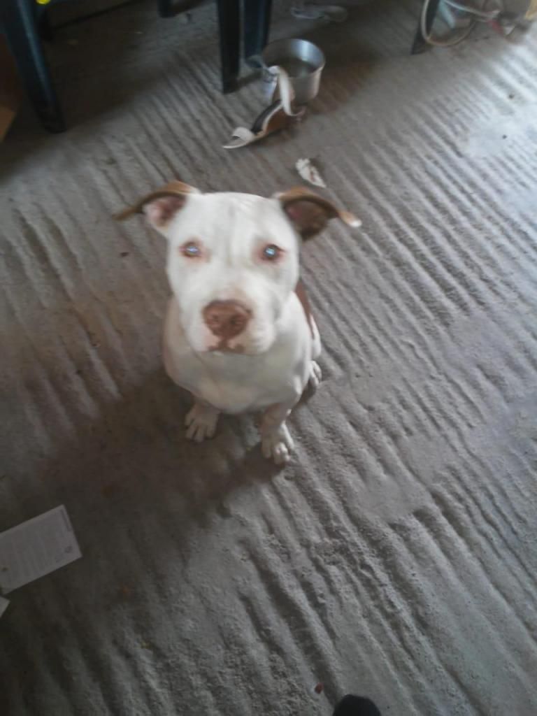 Venta 01 perro pitbull 6 meses macho